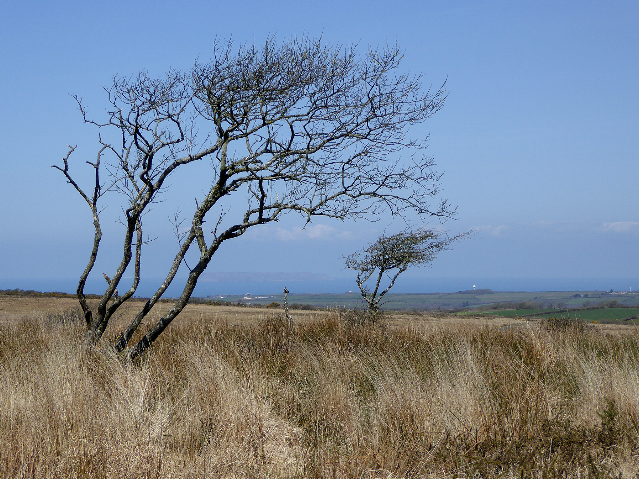 Open moorland on Bursdon Moor, south-east of Hartland in North Devon
