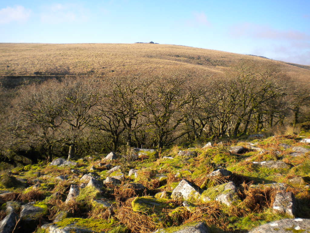 Twisted, moss-covered oak trees growing among granite boulders in Wistman's Wood, Dartmoor